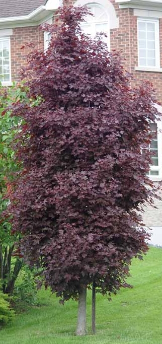 klon crimson sentry - ozdobne drzewo o ciemno czerwonych lisciach